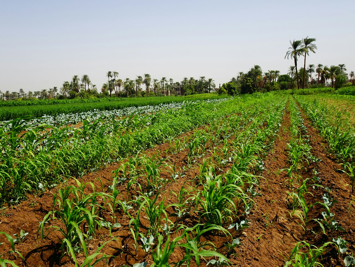 Кенийская венчурная компания Novastar Ventures инвестирует $50 млн в агроклиматические проекты в Египте