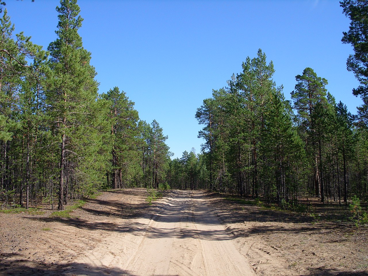Купить дерево в рамках 