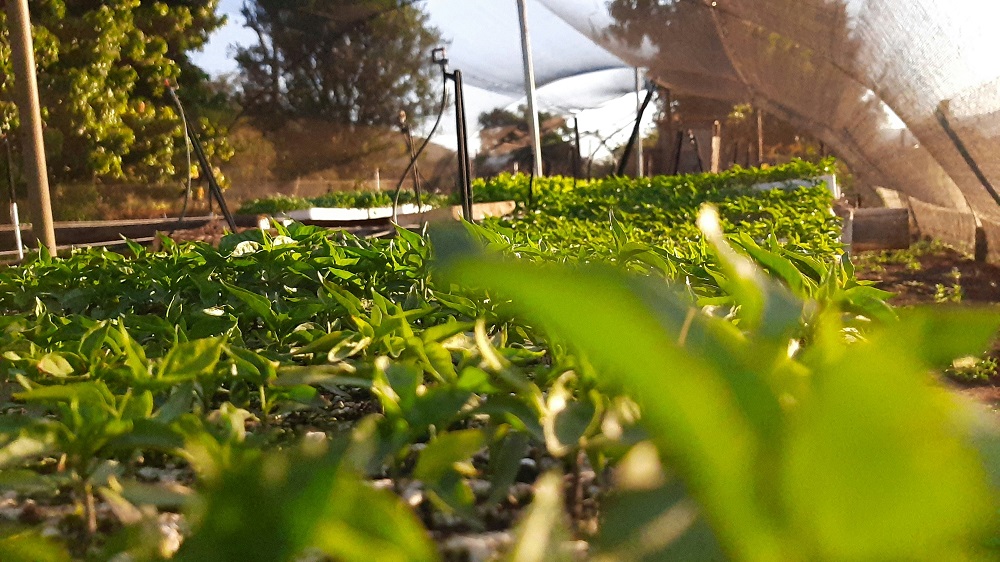 Инициатива AgriConnect снабдит фермеров Нигерии цифровыми инструментами