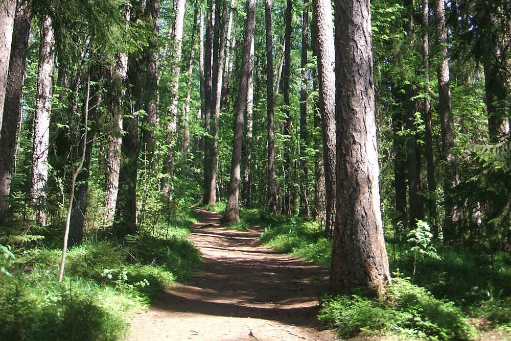 Мегафон обеспечил связью «Линдуловскую рощу» - старейшую лиственную рощу страны